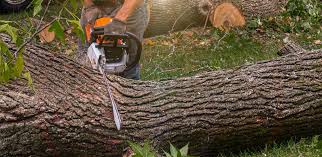 Best Firewood Processing and Delivery  in Lorain, OH