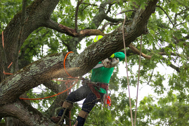 Best Tree and Shrub Care  in Lorain, OH