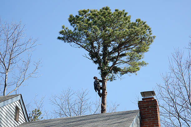 Best Commercial Tree Removal  in Lorain, OH